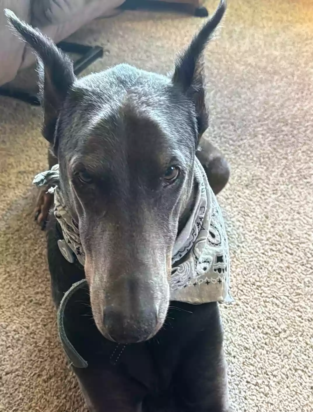 Paws for Thought: Sabre's Guide to Custom Web Design